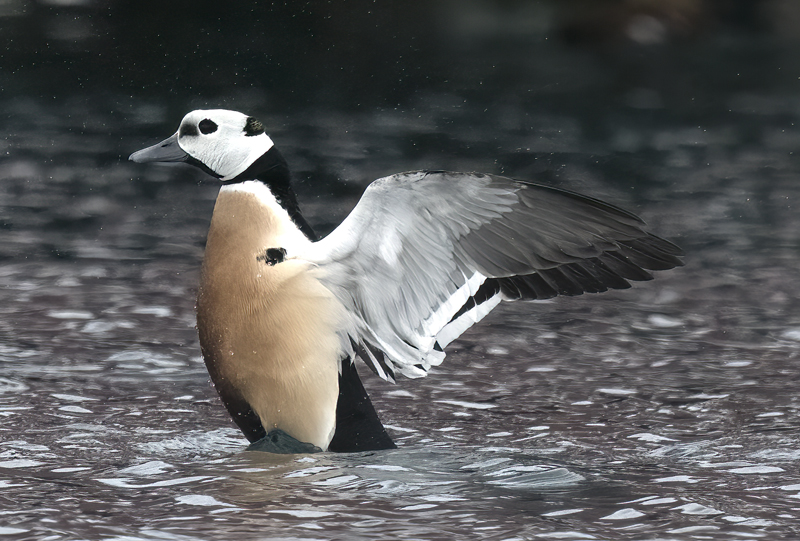 Stellers_Eider_23_Norway_137