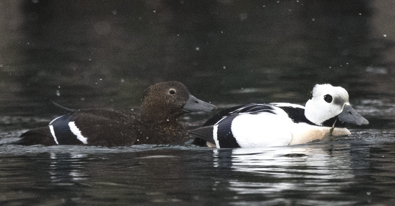 Stellers_Eider_23_Norway_174
