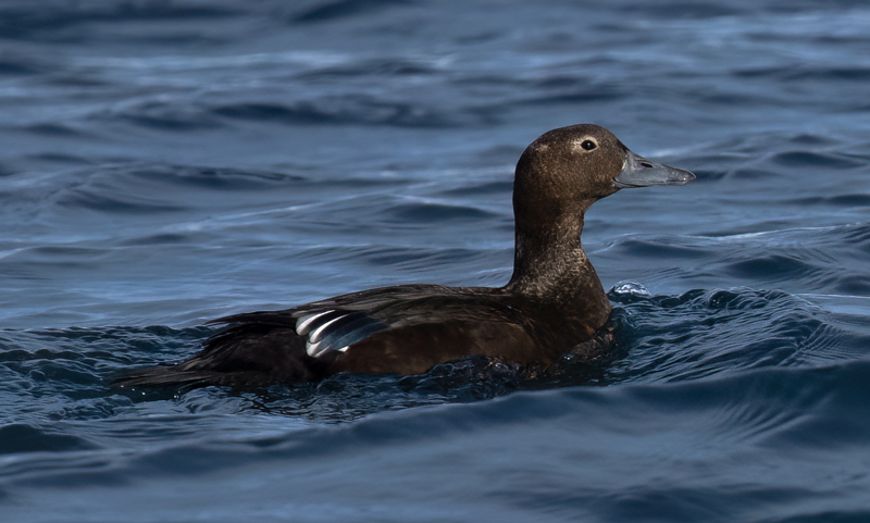 Stellers_Eider_23_Norway_932