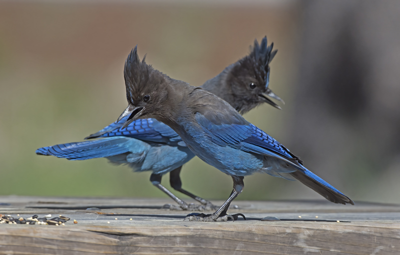 Stellers_Jay_15_CA_014