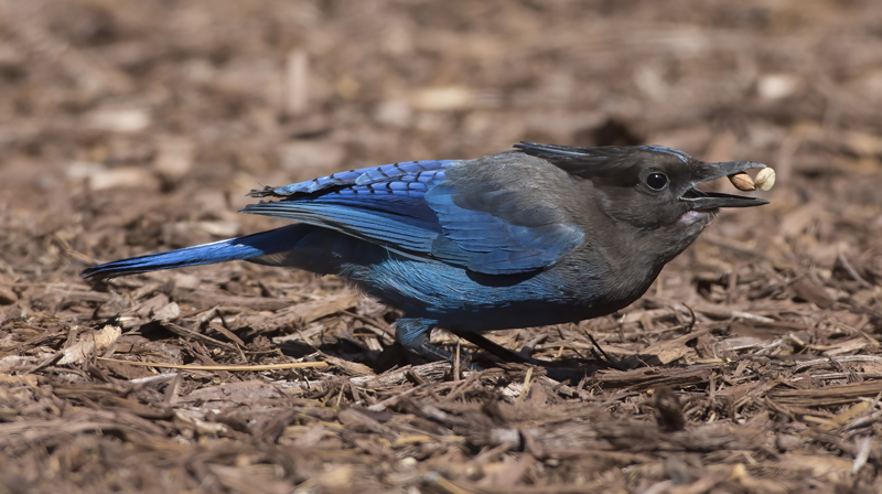 Stellers_Jay_15_CA_025