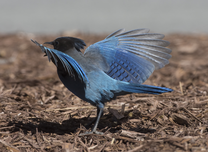 Stellers_Jay_15_CA_032