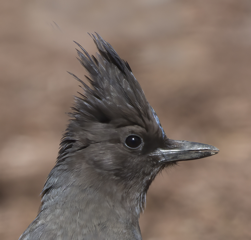 Stellers_Jay_15_CA_049