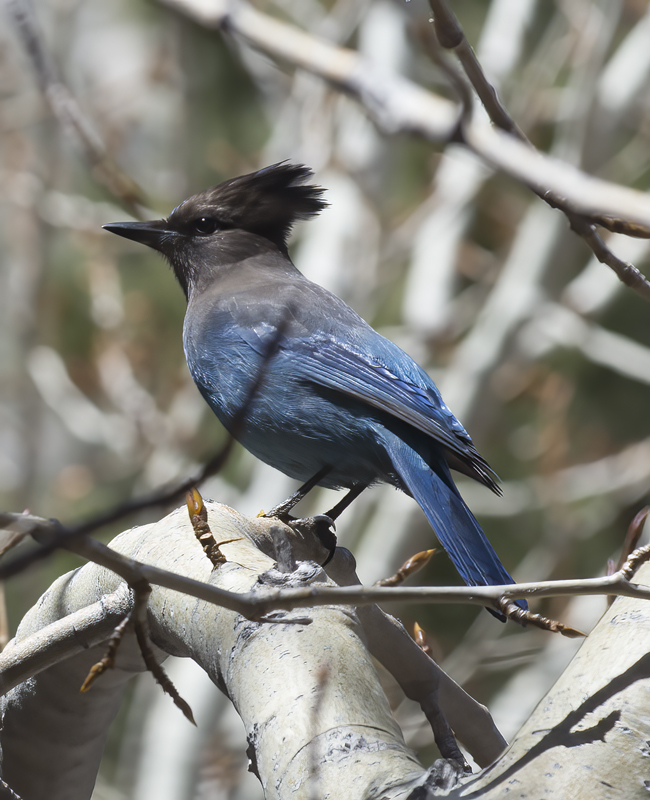 Stellers_Jay_15_CA_055