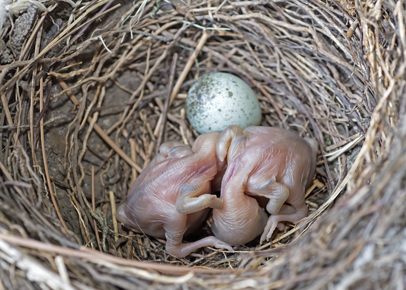 Stellers_Jay_18_CA_005