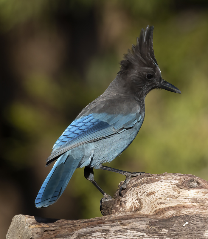 Stellers_Jay_21_CA_001