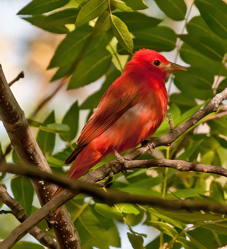 Summer_Tanager_14_CA_004
