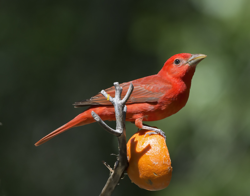 Summer_Tanager_15_AZ_011