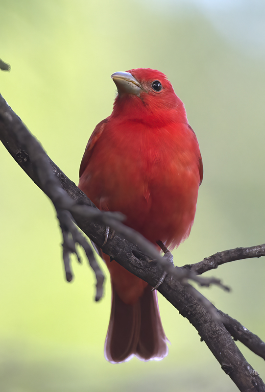 Summer_Tanager_15_AZ_015