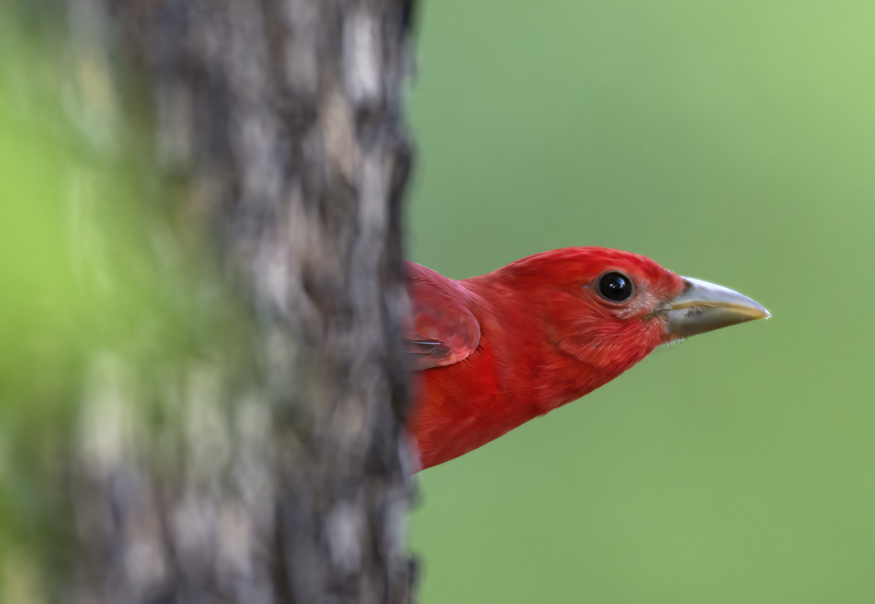 Summer_Tanager_15_AZ_017
