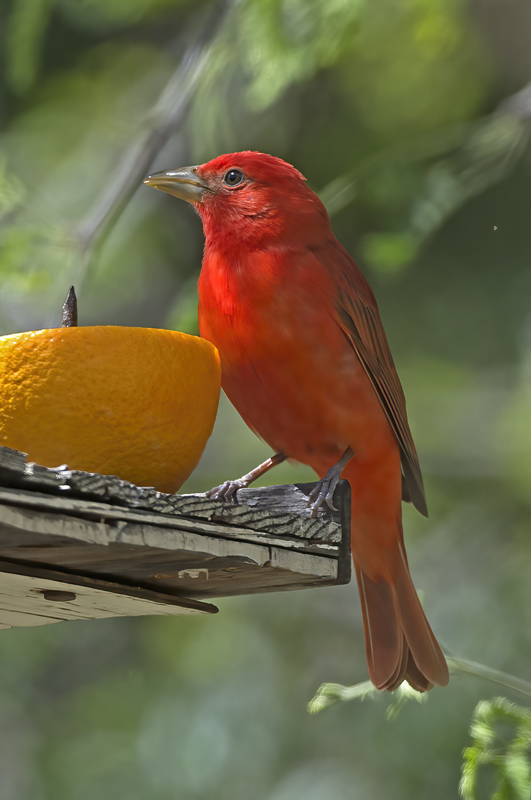 Summer_Tanager_15_AZ_039
