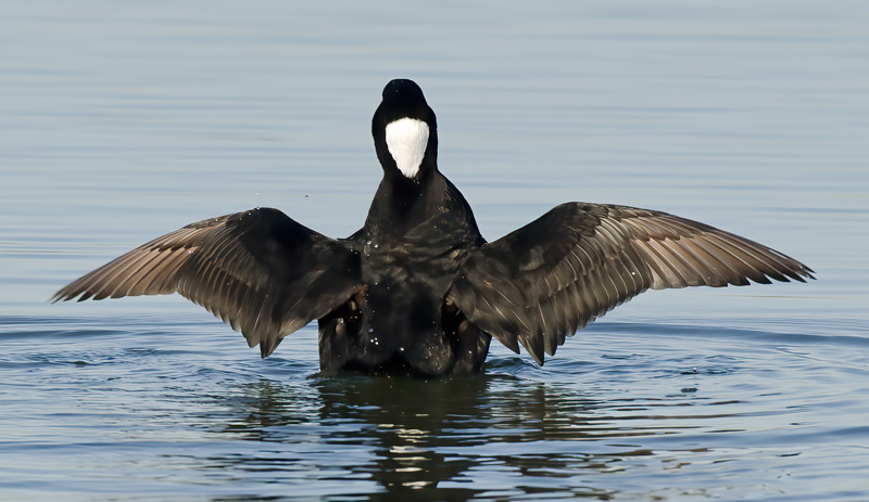 Surf_Scoter_10_CA_011