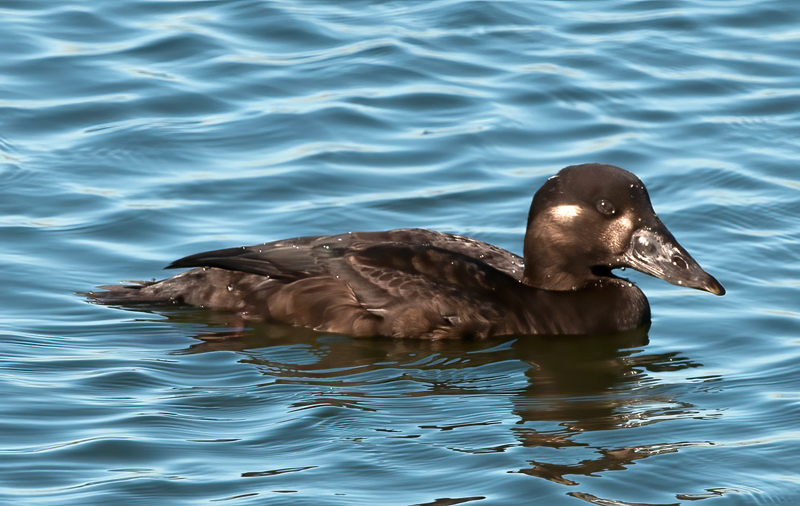 Surf_Scoter_10_CA_021