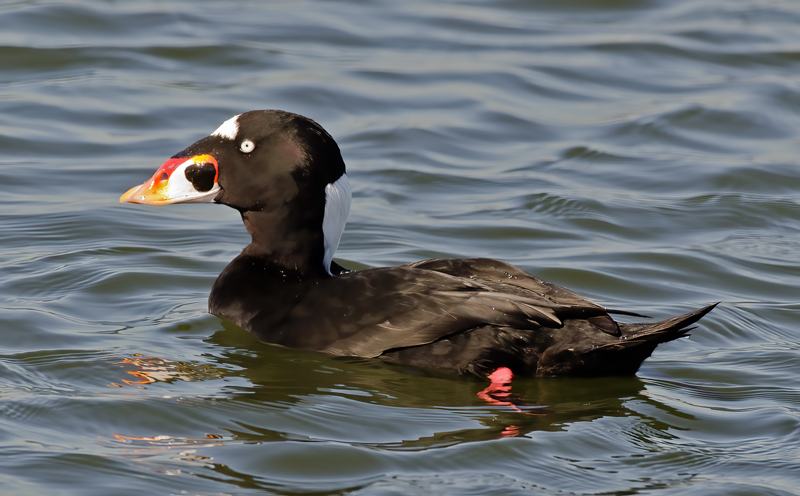 Surf_Scoter_10_CA_024