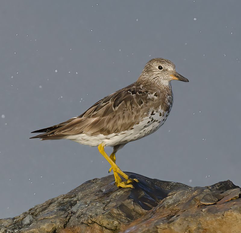 Surfbird_14_CA_001
