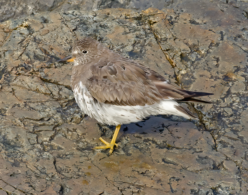 Surfbird_14_CA_009