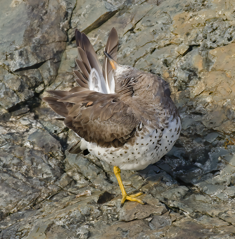 Surfbird_14_CA_010