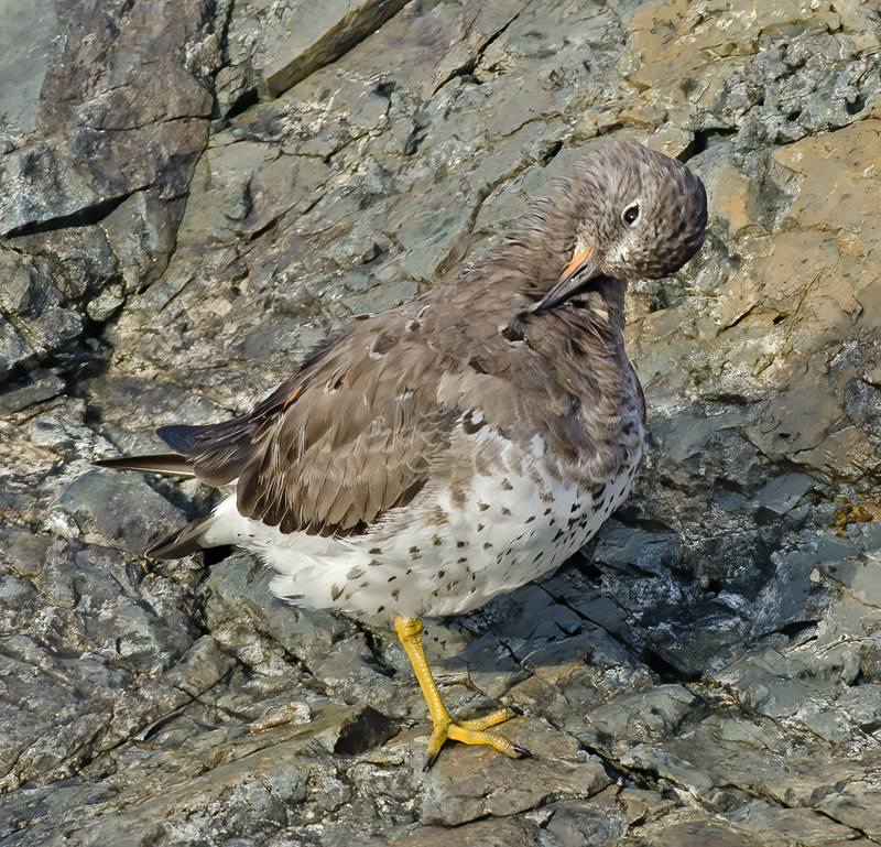 Surfbird_14_CA_017