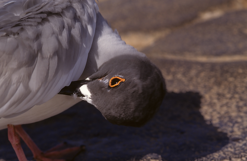 Swallow_tailed_Gull_97_Galapagos_007