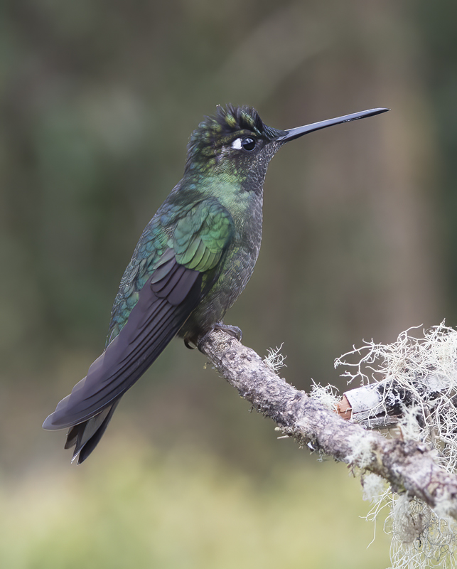 Talamanca_Hummingbird_17_Costa_Rica_008