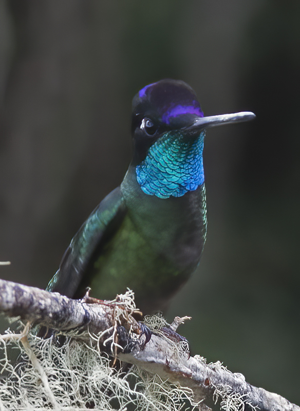 Talamanca_Hummingbird_17_Costa_Rica_011