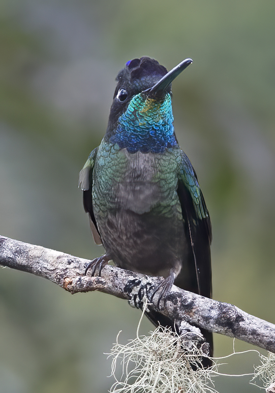 Talamanca_Hummingbird_17_Costa_Rica_021