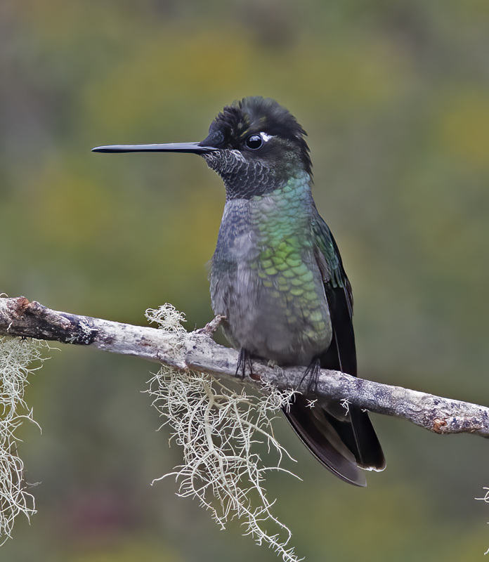 Talamanca_Hummingbird_17_Costa_Rica_037