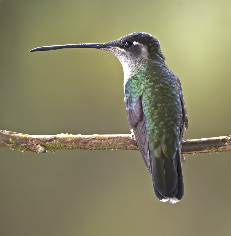 Talamanca_Hummingbird_17_Costa_Rica_056