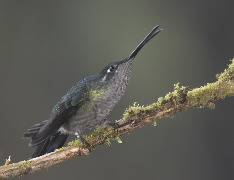 Talamanca_Hummingbird_17_Costa_Rica_140