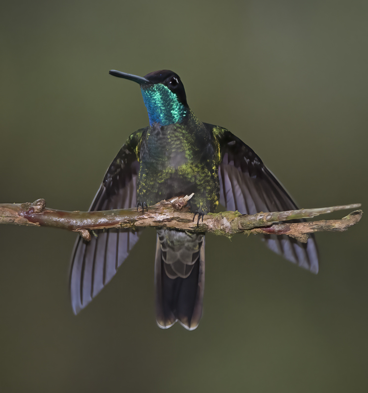 Talamanca_Hummingbird_17_Costa_Rica_143