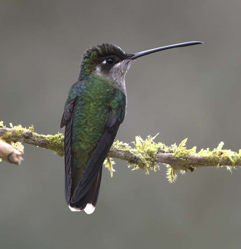 Talamanca_Hummingbird_17_Costa_Rica_235