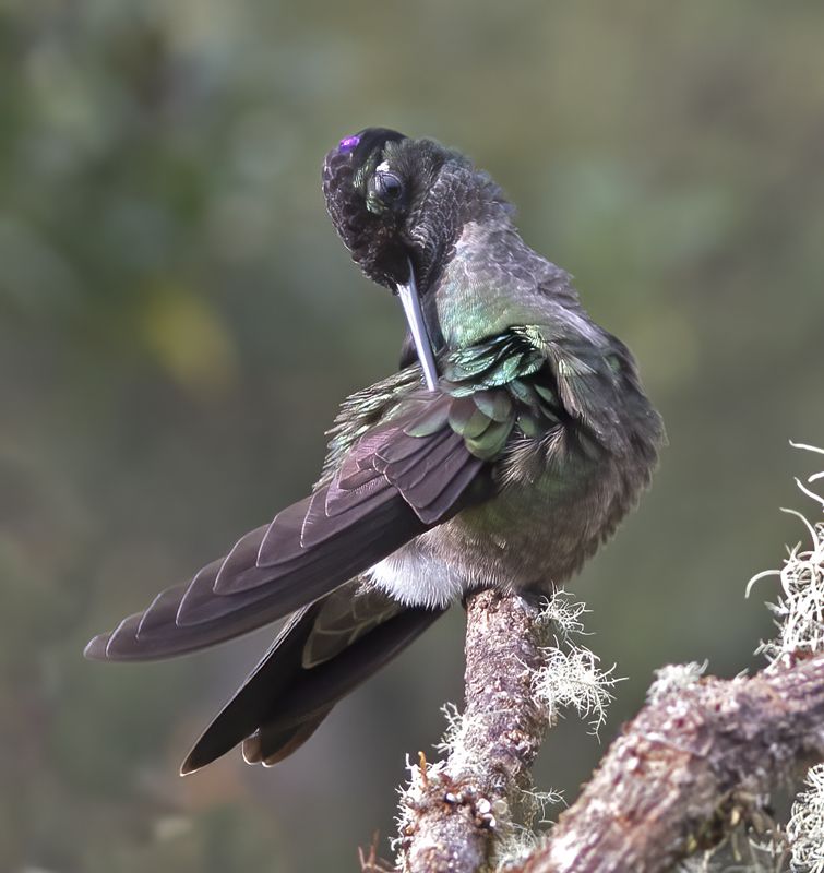 Talamanca_Hummingbird_17_Costa_Rica_255