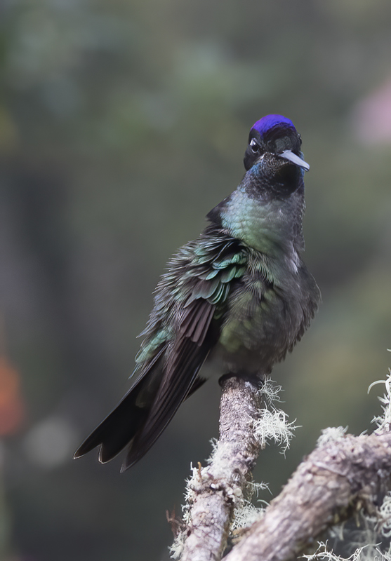 Talamanca_Hummingbird_17_Costa_Rica_261