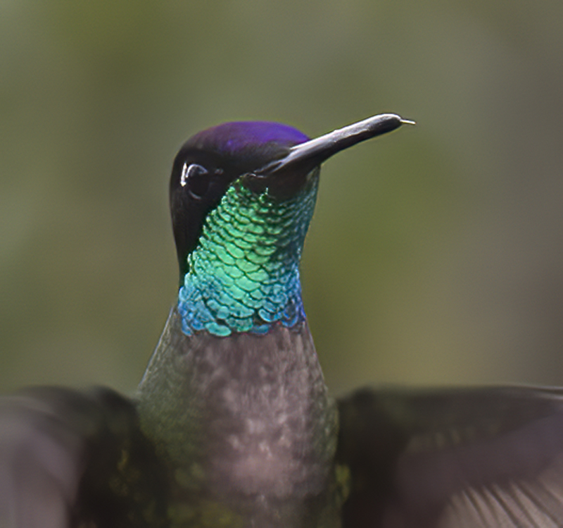 Talamanca_Hummingbird_17_Costa_Rica_309