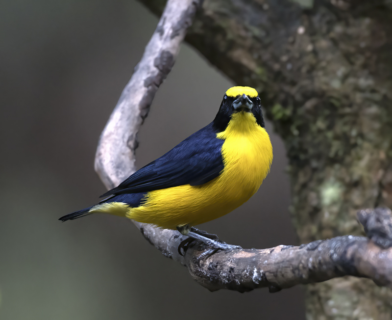 Thick_billed_Euphonia_17_Peru_006