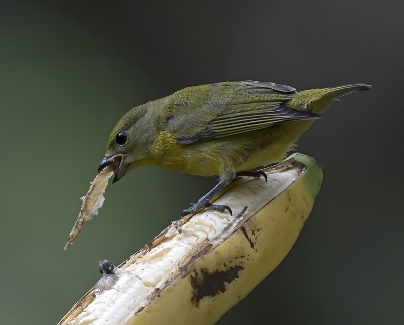Thick_billed_Euphonia_17_Peru_057