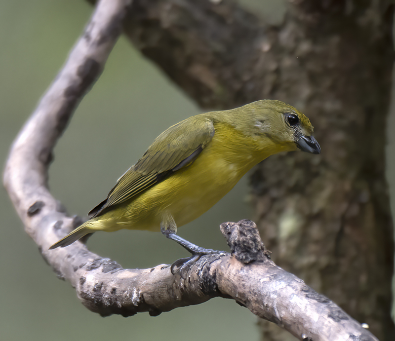 Thick_billed_Euphonia_17_Peru_088