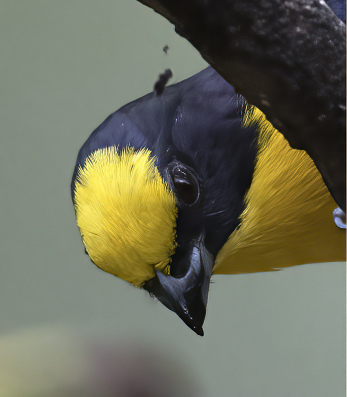 Thick_billed_Euphonia_17_Peru_125