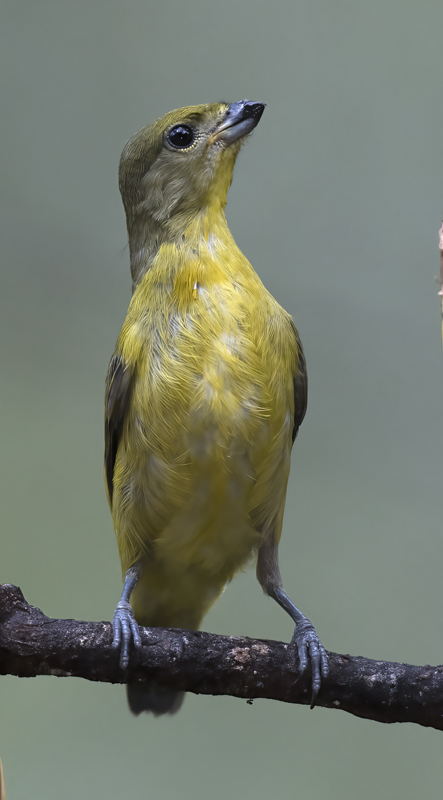 Thick_billed_Euphonia_17_Peru_129