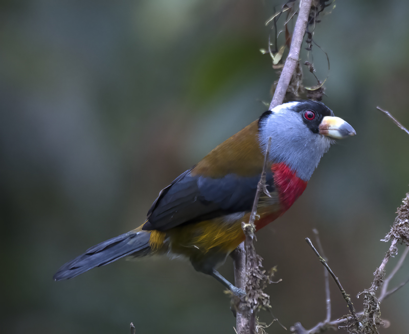 Toucan_Barbet_18_Ecuador_002