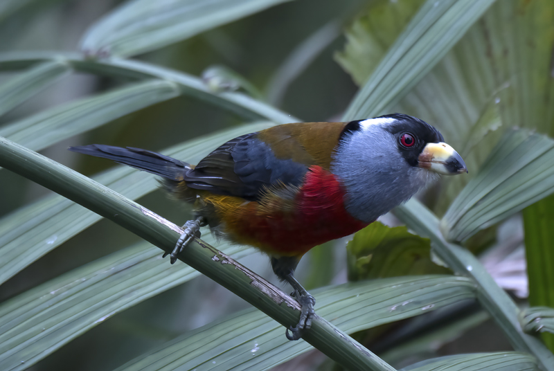 Toucan_Barbet_18_Ecuador_004