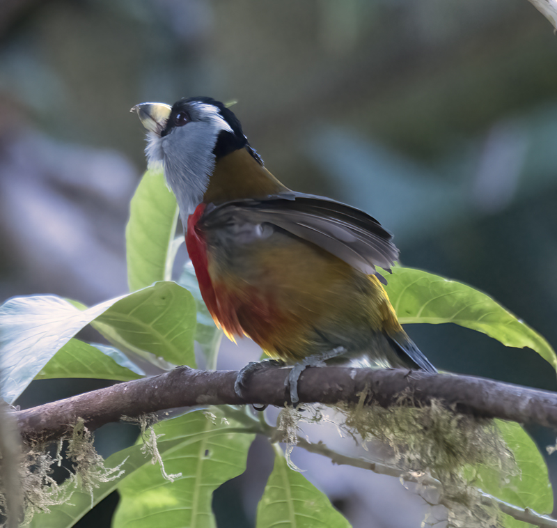 Toucan_Barbet_18_Ecuador_015