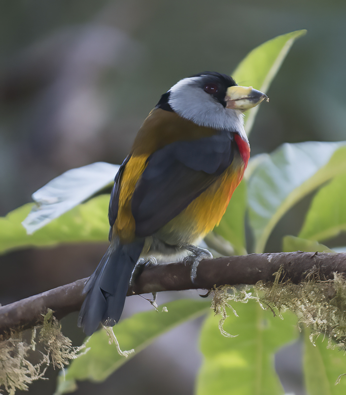 Toucan_Barbet_18_Ecuador_028