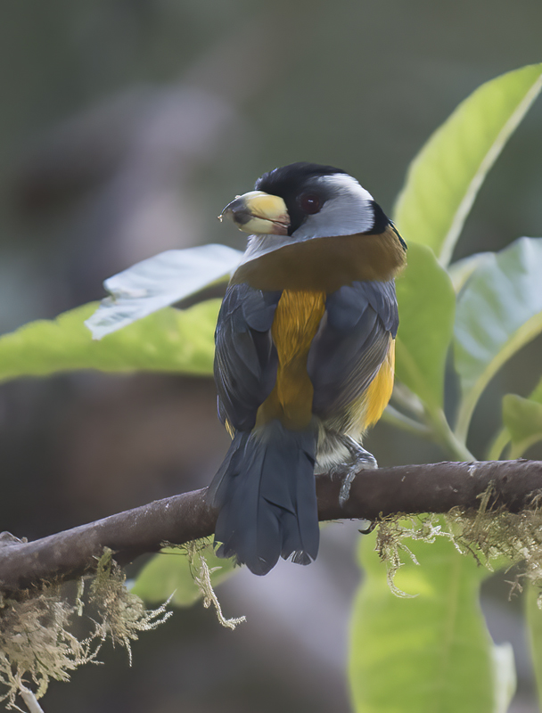 Toucan_Barbet_18_Ecuador_029