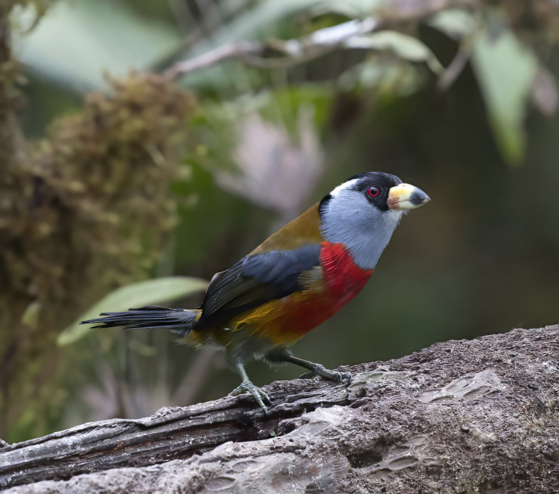 Toucan_Barbet_18_Ecuador_034