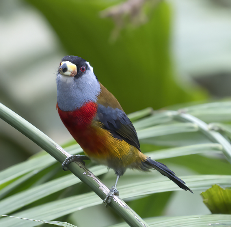 Toucan_Barbet_18_Ecuador_037
