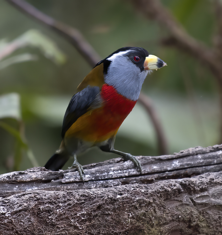 Toucan_Barbet_18_Ecuador_052