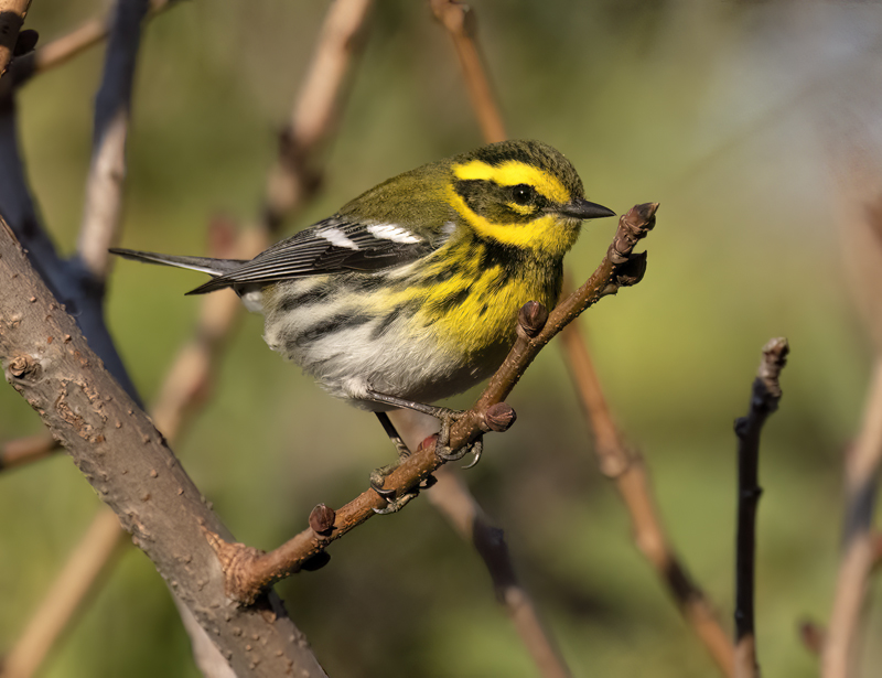 Townsends_Warbler_22_CA_108
