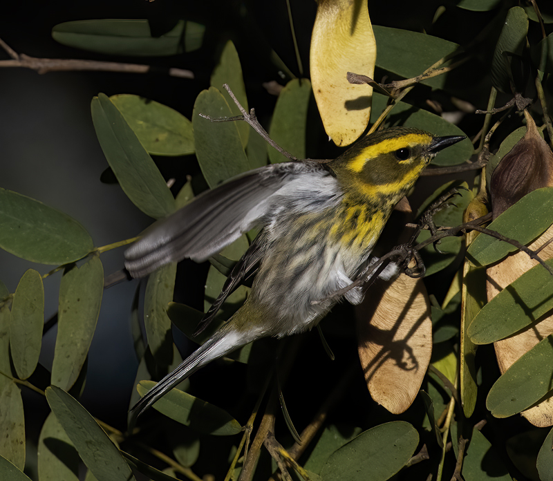 Townsends_Warbler_22_CA_115