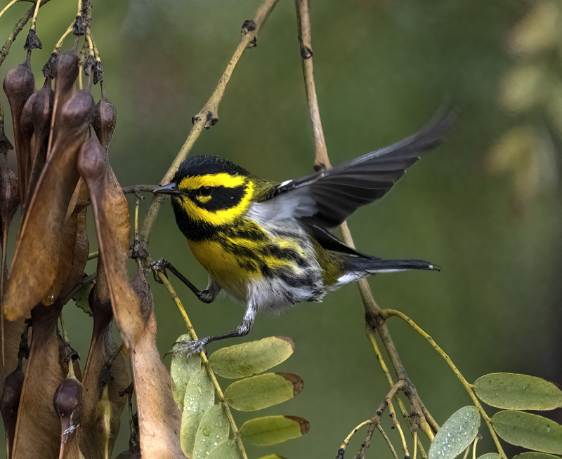 Townsends_Warbler_22_CA_117